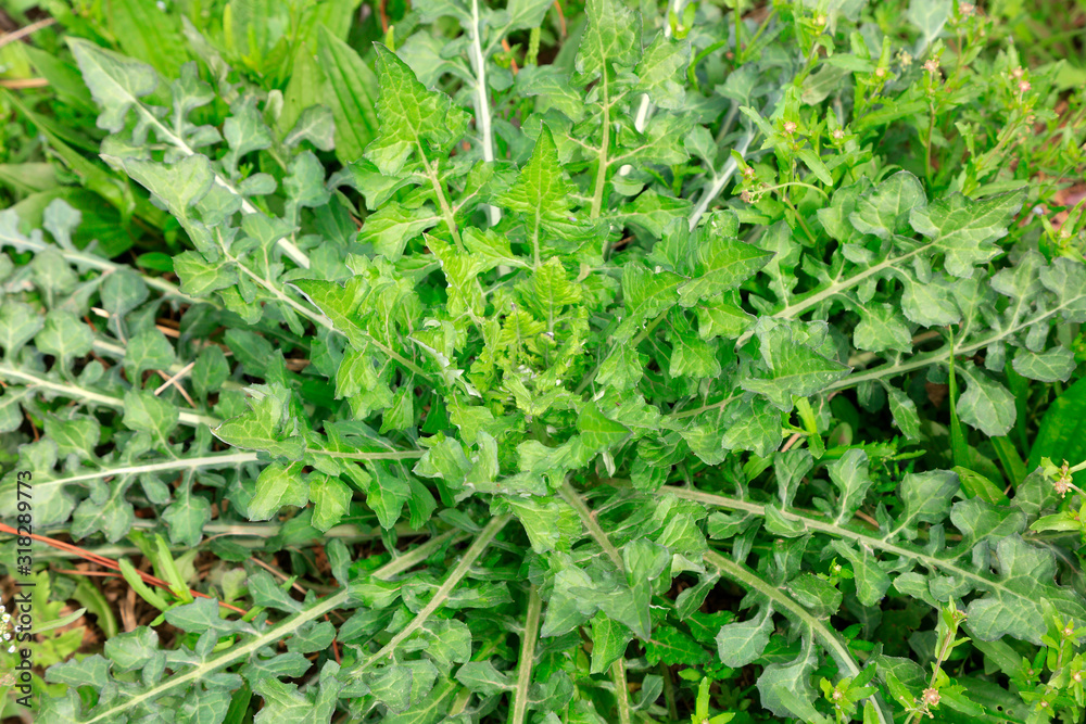 Wild vegetables are in a natural state Wild vegetables are in a natural state