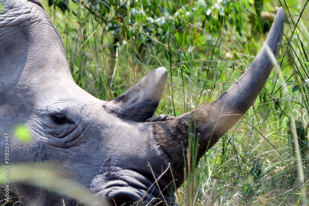 Fototapeta premium White rhino, Ziwa Rhino Sanctuary, Uganda