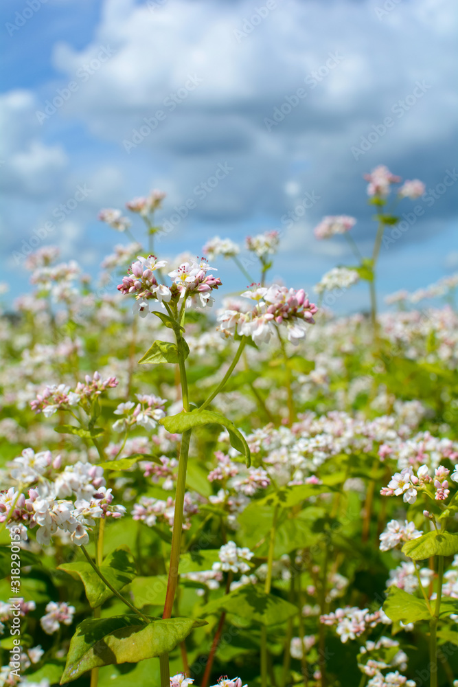 Blooming buckwheat field with white flowers, green leaves and cloudy sky