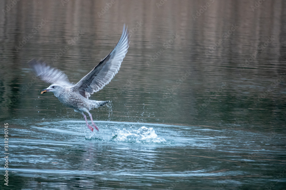Obraz premium above a lake gulls fly excitedly over the water in search of food