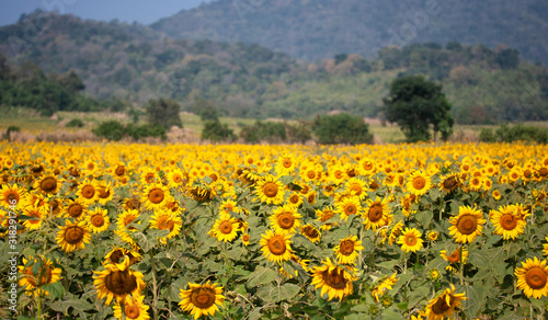 Sunflower species from Thailand
