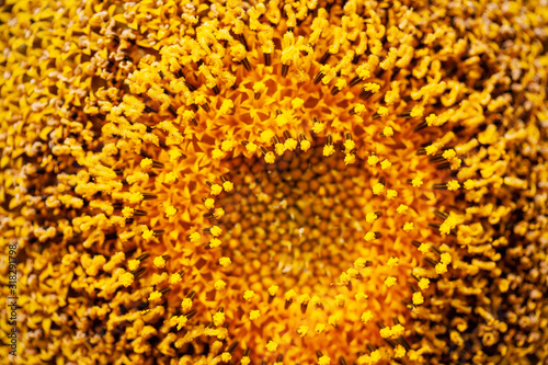 Background of sunflower Pollen close up.