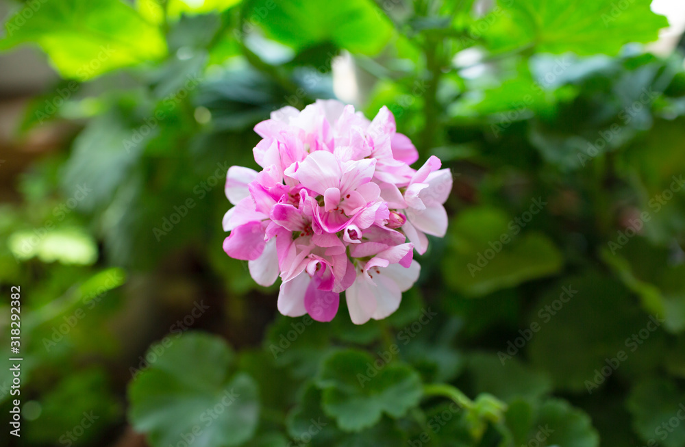 Pink bicolor pink and white geraniums in the home garden Pink bicolor pink and white geraniums in the home garden