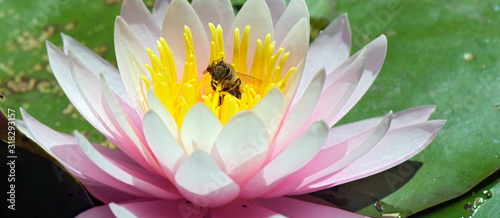 Bee pollinating pink water lily