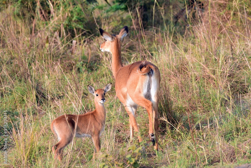 Uganda kobs, Murchison Falls National Park, Uganda Uganda kobs, Murchison Falls National Park, Uganda