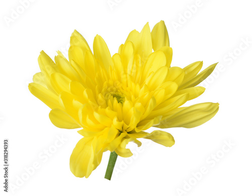 yellow Chrysanthemum head