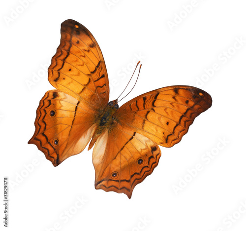 The Criser (Vagrans erota) butterfly photo