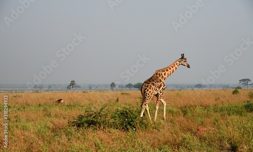 Rotschild giraffe, Murchison Falls National Park, Uganda