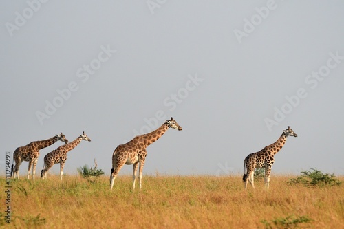 Rotschild giraffe  Murchison Falls National Park  Uganda