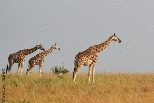 Rotschild giraffe, Murchison Falls National Park, Uganda