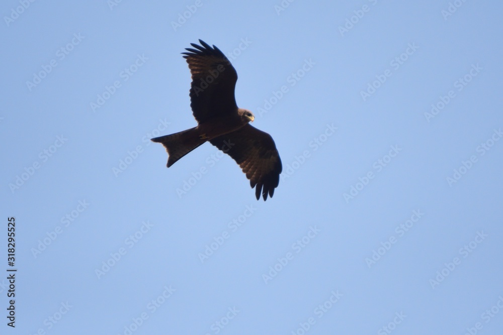 Yellow-billed kite, Murchison Falls National Park, Uganda Yellow-billed kite, Murchison Falls National Park, Uganda