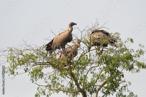 White-backed vulture, Murchison Falls National Park, Uganda