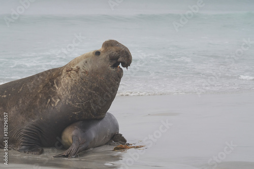 Male Southern Elephant Seal (Mirounga leonina) trying to mate with a recently weaned pup on Sea Lion Island in the Falkland Islands.