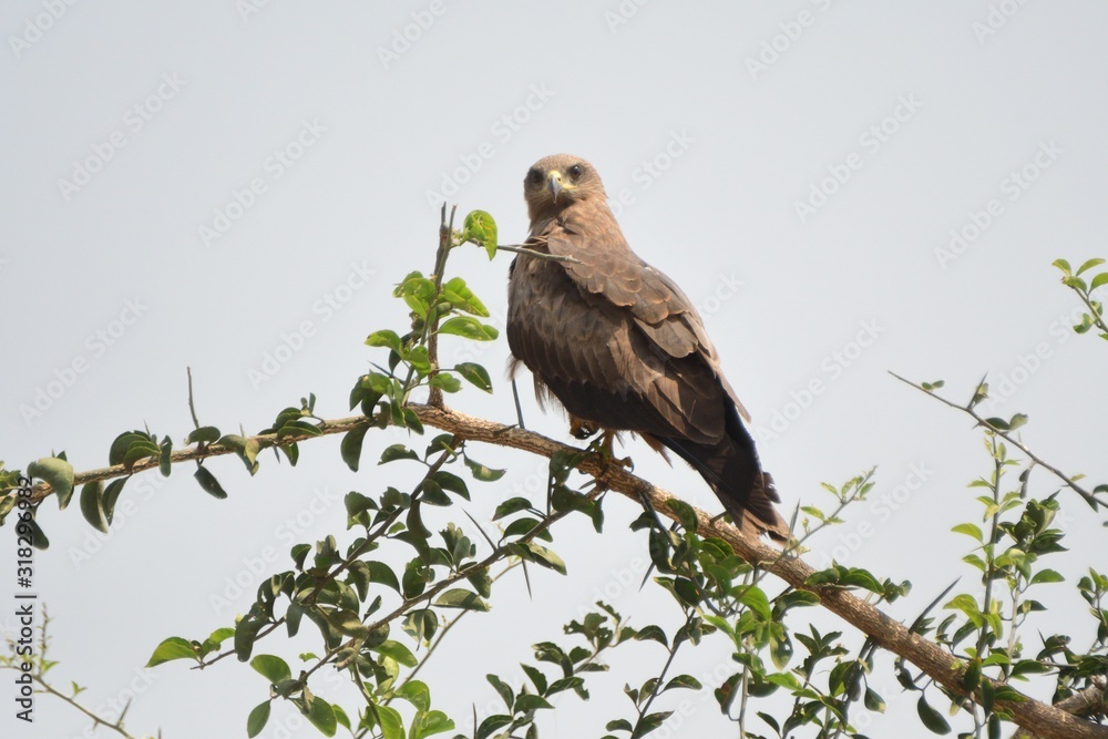 Black kite, Murchison Falls National Park, Uganda Black kite, Murchison Falls National Park, Uganda