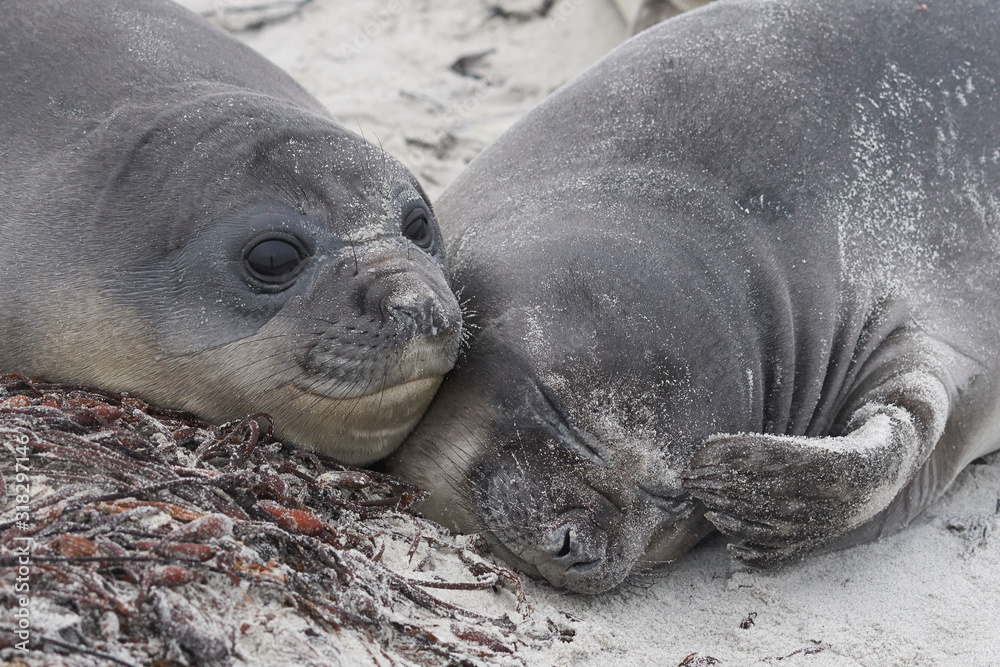 Fototapeta premium Southern Elephant Seal pups (Mirounga leonina) on the coast of Sea Lion Island in the Falkland Islands.