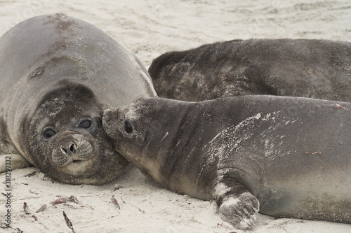 Southern Elephant Seal pups (Mirounga leonina) on the coast of Sea Lion Island in the Falkland Islands.
