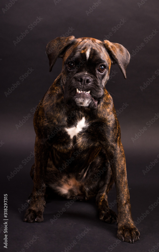 Deutscher Boxer zeigt die Zähne