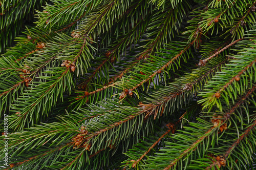Green branches of pine.