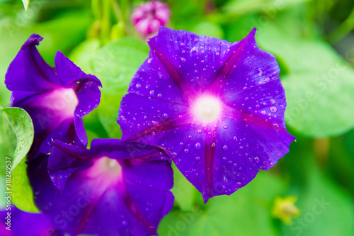 Wallpaper Mural Isolated Closeup shoot of beautiful Morning Glory (ipomea) - Grandpa Ott, isolated purple flower with water drops, green leaves in the background Torontodigital.ca
