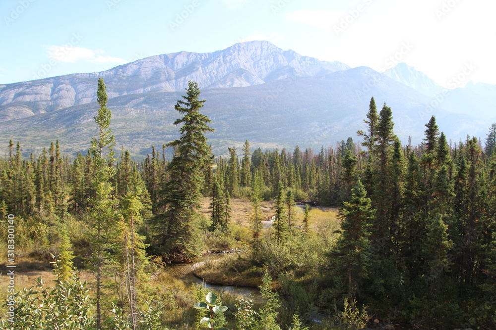 Creek In The Wetlands, Jasper National Park, Alberta