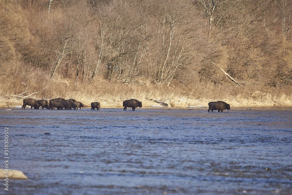 European Bison (Bison bonasus) in the river. European Bison (Bison bonasus) in the river.