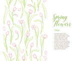 Vector line art floral seamless border of spring flowers. Tulip. Springtime