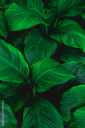 leaves of Spathiphyllum cannifolium, abstract green texture, nature background, tropical leaf #318301521