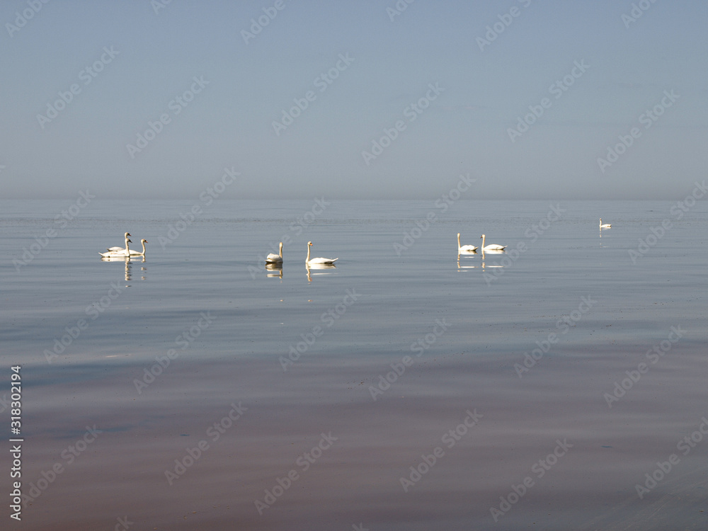 sunny seascape with clear calm water and swan silhouettes in the distance