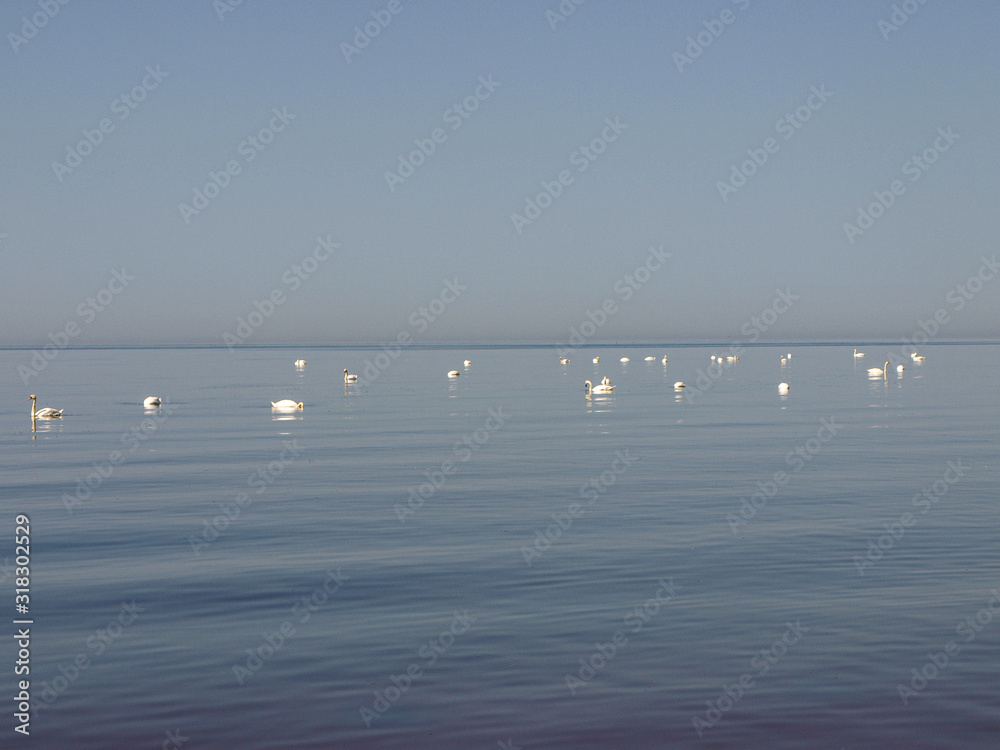 sunny seascape with clear calm water and swan silhouettes in the distance