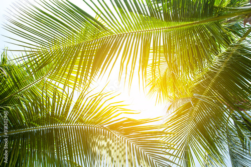 tropical palm leaf background, coconut palm trees perspective view photo