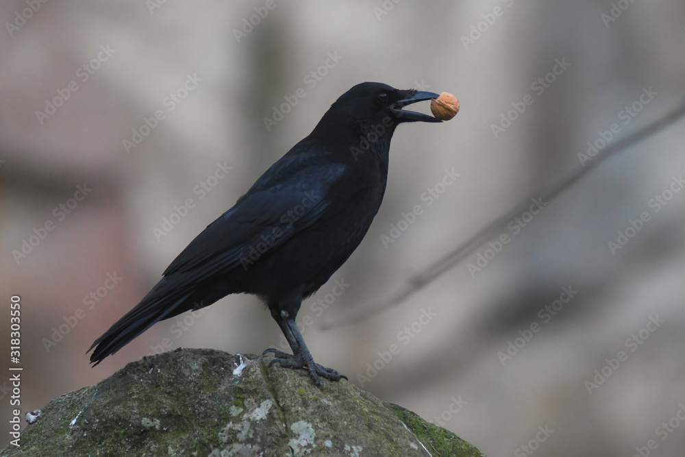 Fototapeta premium cornacchia nera (Corvus corone corone),primo piano