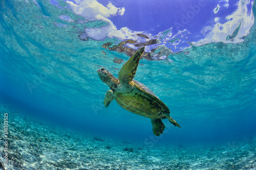 沖縄のビーチで泳ぐウミガメ photo