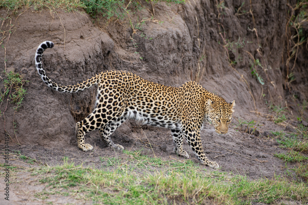 Obraz premium Beautiful leopard in the wild