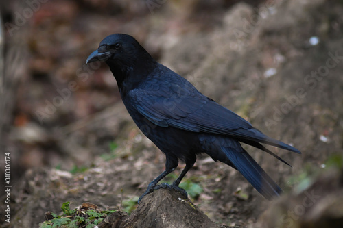 Cornacchia nera (Corvus corone corone),ritratto photo