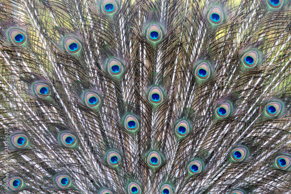 Fototapeta premium Colorful peacock tail with a beautiful pattern