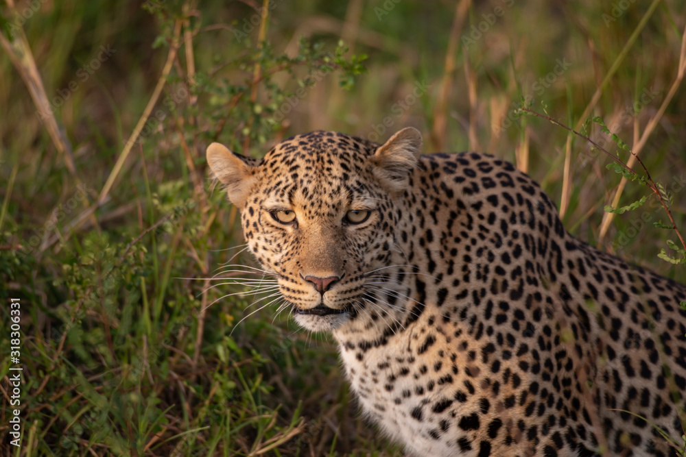 Obraz premium Beautiful leopard in the wild
