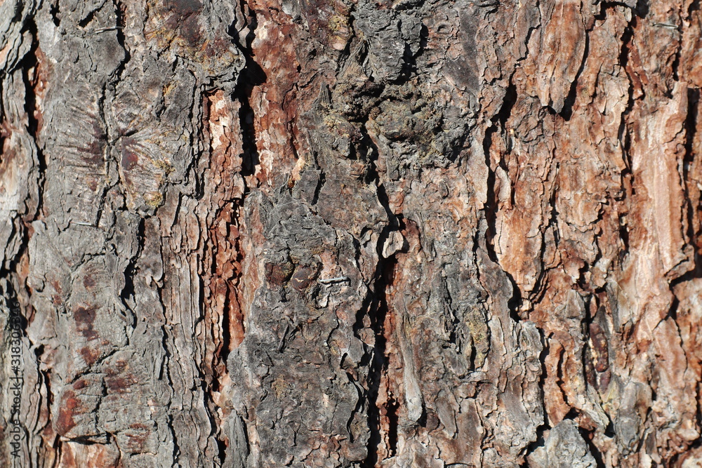 Texture for background of pine bark in brown tones. Wood tree for decoration and design Texture for background of pine bark in brown tones. Wood tree for decoration and design
