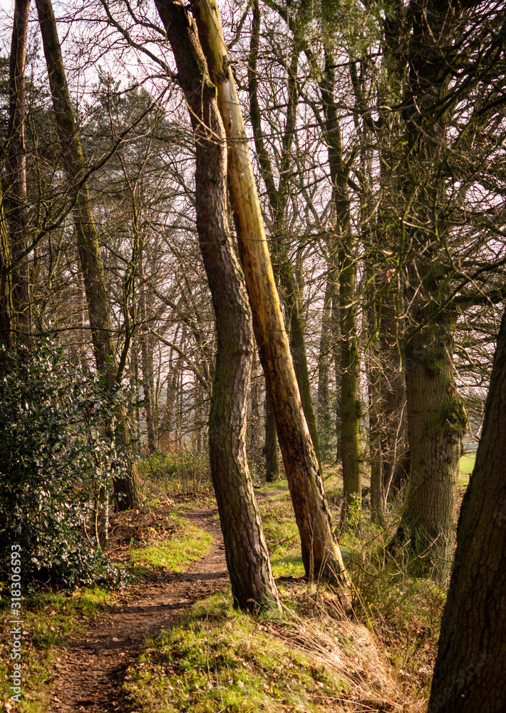 Dutch woodland in winter sun Dutch woodland in winter sun