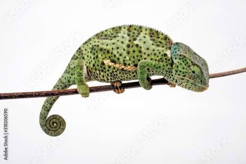 Flapneck Chameleon / Lappenchamäleon (Chamaeleo dilepis petersii) - Südafrikanisches Lappenchamäleon photo