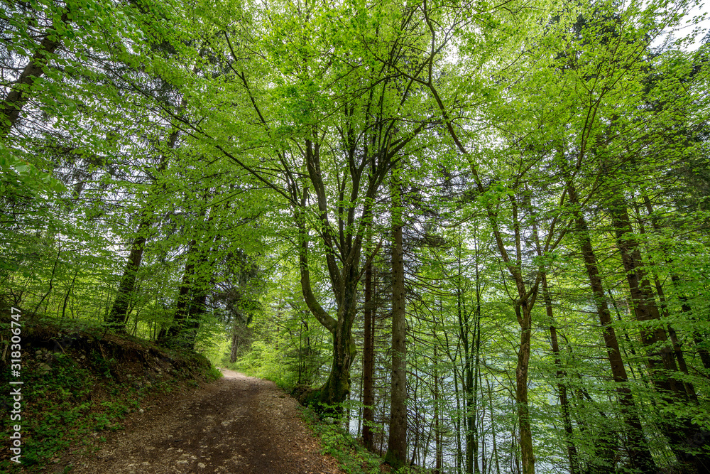 Beautiful landscape. The surroundings of the Bohinj lake, Slovenia Beautiful landscape. The surroundings of the Bohinj lake, Slovenia