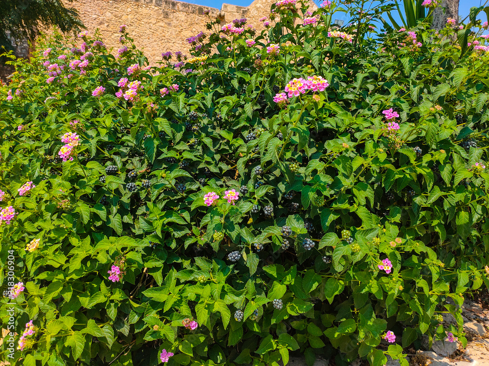 Lantana camara bush with blooming flowers and ripe fruits