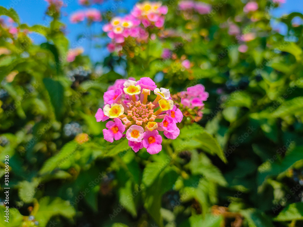 Lantana camara Blooming yellow and pink flowers Lantana camara Blooming yellow and pink flowers