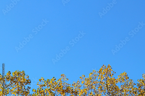 Autumn greeting card with blue background and yellow autumn branches. Copispeses for the inscription. Vibrant fall yellow golden tree foliage on bright blue sky background