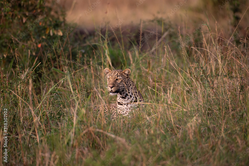 Beautiful leopard in the wild Beautiful leopard in the wild