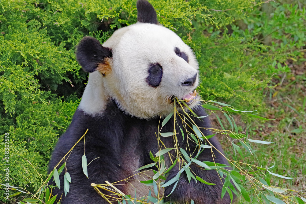 Le repas du panda