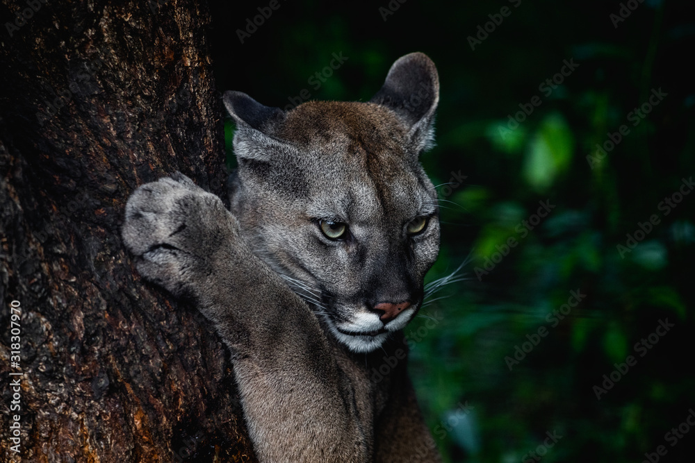 Naklejka premium Portrait of Beautiful Puma in wildlife. Cougar, mountain lion, puma, panther.