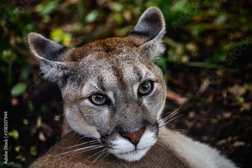Portrait of Beautiful Puma in wildlife. Cougar, mountain lion, puma, panther. 