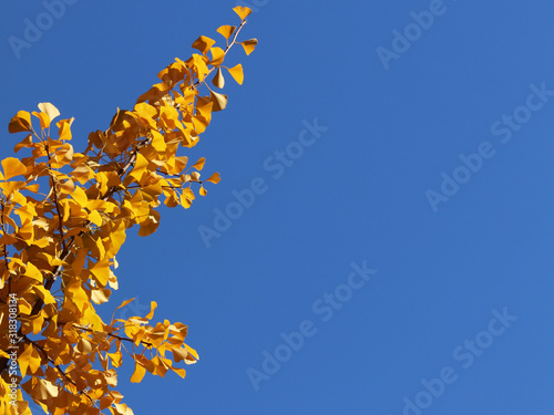 Yellow autumn leaves on the branches of a Japanese gingo tree against the blue sky. Copispeses for the inscription. Greeting card with nature