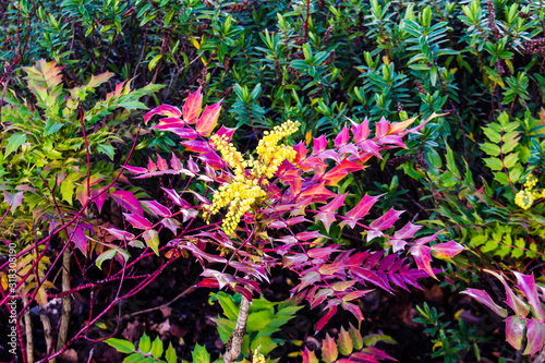 A spray of bright yellow flowers against red leaves of a Mahonia Japonica variety Bealei