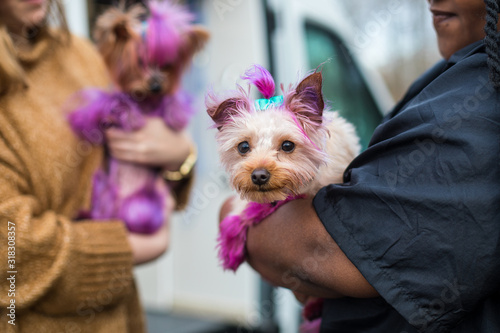 Obraz na plátne A yorkshire terrier dog with pink and purple hair
